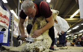 Doug Rathke, of Hutchinson, Minnesota, shears his sheep during the traditional blades sheep shearing competition on Tueday at the National Western Stock Show. Traditional blades have long since been replaced my machine shearing, which takes considerably less time to learn and is a faster method of removing wool. AAron Ontiveroz, The Denver Post  (Photo By AAron Ontiveroz/The Denver Post via Getty Images)