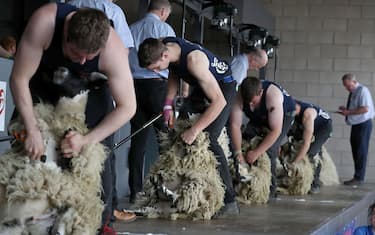 Young farmers during a sheep shearing competition at the the Royal Highland Show being held at Ingliston in Edinburgh. (Photo by Andrew Milligan/PA Images via Getty Images)
