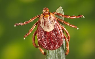 Photograph showing the dorsal view of a brown and cream colored, female Rocky Mountain wood tick (Dermacentor andersoni) an agent of Rocky Mountain spotted fever (RMSF) clinging to the tip of a green plant, image courtesy CDC/Dr Christopher Paddock, 2008. (Photo by Smith Collection/Gado/Getty Images)
