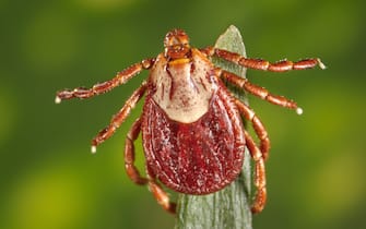 976046090 Photograph showing the dorsal view of a brown and cream colored, female Rocky Mountain wood tick (Dermacentor andersoni) an agent of Rocky Mountain spotted fever (RMSF) clinging to the tip of a green plant, image courtesy CDC/Dr Christopher Paddock, 2008. (Photo by Smith Collection/Gado/Getty Images)