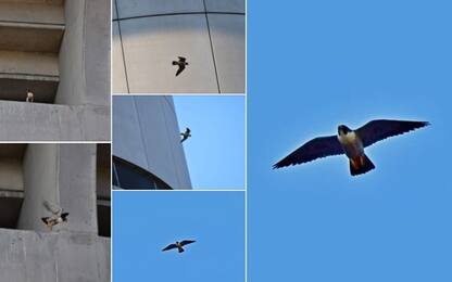 San Siro, un falco ha il nido allo stadio! FOTO