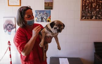 Linda Macchitella, owner of the Indian Blackbird pet shop, washing dog Charly, Rome, Italy, 04 May 2020. Phase 2 of the fight against the spread of the Coronavirus Covid-19 starts today in Italy and among other things, animal grooming is reopened today. ANSA/FABIO FRUSTACI