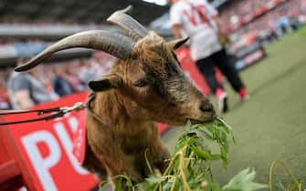 epa05976400 Colognes mascotte Hennes VIII having lunch during the German Bundesliga soccer match between 1.FC Koeln (Cologne) and FSV Mainz 05 in Cologne, Germany, 20 May 2017.  EPA/JOERG SCHUELER EMBARGO CONDITIONS - ATTENTION: Due to the accreditation guidelines, the DFL only permits the publication and utilisation of up to 15 pictures per match on the internet and in online media during the match.