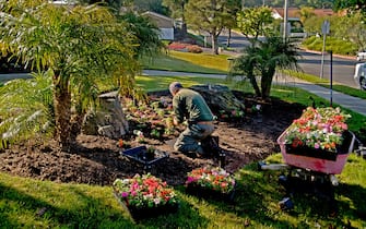 In bright morning light a Hispanic gardener plants a wheelbarrow full of flowers at a suburban Laguna Niguel, CA, condominium.