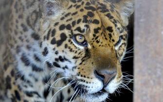 Non Exclusive: VINNYTSIA, UKRAINE - APRIL 15, 2022 - Three-year-old jaguar Dzheki evacuated from a private zoo in Odesa Region lives in the Podilskyi