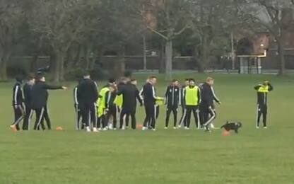Sheffield, allenamento al parco tra i cani. VIDEO