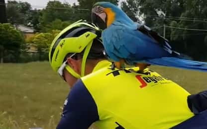 Il pappagallo di Scarponi vola con Antonio Nibali