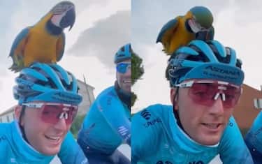 Il pappagallo di Scarponi si "allena" con l'Astana