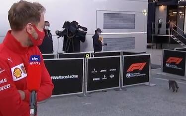 Vettel, un gatto lo interrompe: "Lui mi piace!"