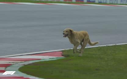 Pazzo GP di Turchia: c'è un cane in pista! FOTO