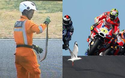 Dal cobra al gabbiano: quanti animali in MotoGP