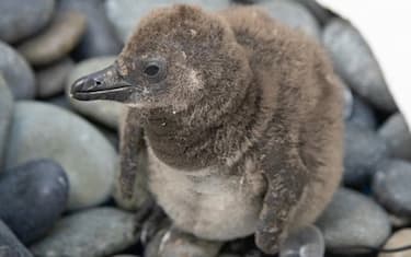 New Orleans: allo zoo arriva Zion ma è un pinguino