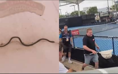 Brisbane, serpente velenoso in campo! VIDEO