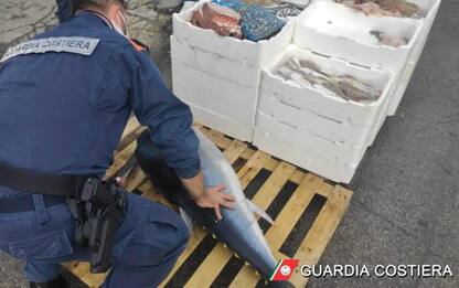 Pesca: Marche,sequestro 662 kg pesce e multe per 32mila euro