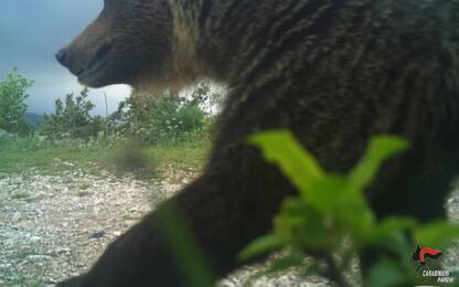 Orso bruno 'sorridente' immortalato nel Parco dei Sibillini