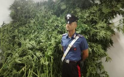 Droga: carabinieri scoprono piantagione marijuana, 2 arresti