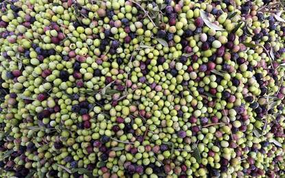 Cresce la coltivazione di ulivi in Vda, già 82 i produttori