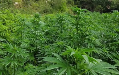 Sequestro coltivazioni cannabis da 2 mln