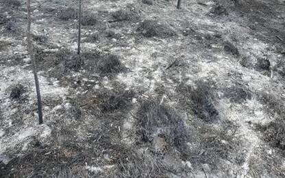Incendio vicino parco naturale Ugento, in fumo 5 ettari pineta
