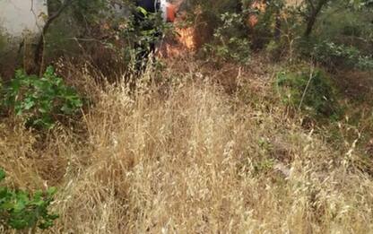 Incendi: in Puglia bruciano 150 ettari, distrutta pineta