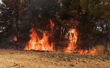 Incendi:da 30 ore brucia bosco in Puglia,distrutti 40 ettari