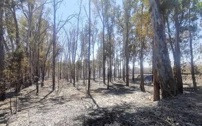 Incendia bosco Salento,arrestato operatore Protezione civile