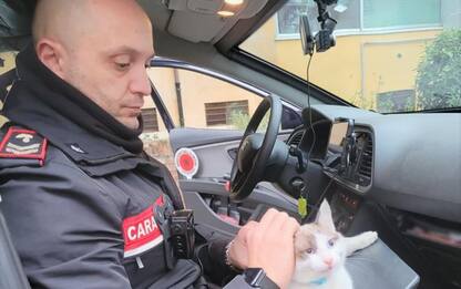 Carabinieri salvano gatto in strada, si cerca proprietario
