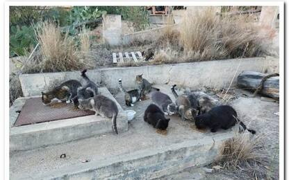 Villasimius salva e cura i gatti con fondi tassa soggiorno