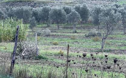 Intimidazione a sindaco Calabria, tagliate piante di ulivo