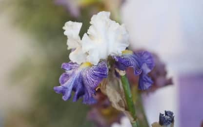 Polacco il fiore di iris più bello