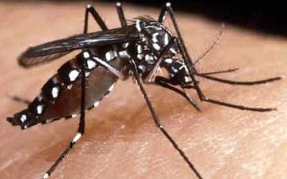 Scoperto caso di Dengue nel Pisano, paese viene disinfestato