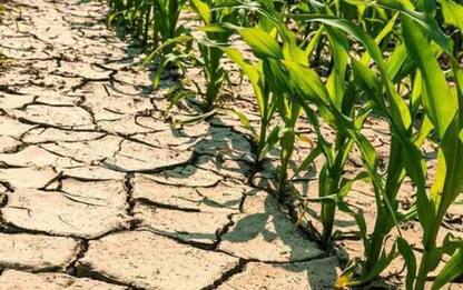 In Toscana segnalati danni da siccità per oltre 260 milioni euro