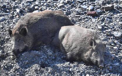 Peste suina: Liguria, sotto analisi 6 carcasse cinghiali