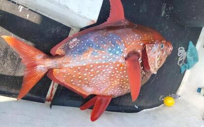 Catturato un pesce re di 43 kg al largo di Sestri Levante