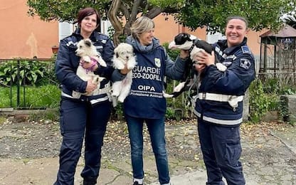 Tre cuccioli segregati salvati da guardie zoofile Oipa