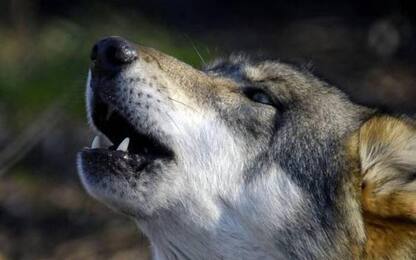 Ispra stima aumento popolazione lupi in Italia, oltre 3.300
