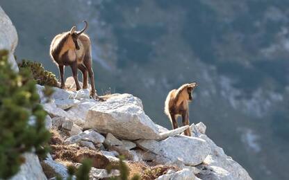 Dalle abitudini del Camoscio al ruolo degli antibiotici