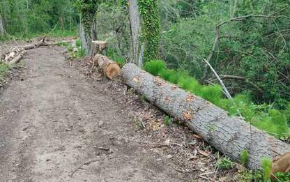 Taglio alberi alle Sorgenti del Pescara, esposto a Cc e Regione
