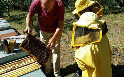 Bim, prima 'Festa di Sant'Ambrogio', patrono api e apicoltori