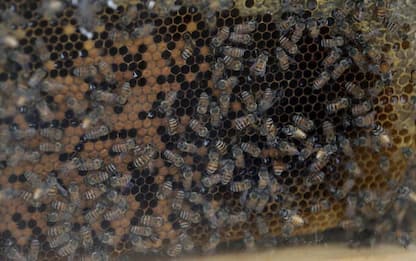 Cia, in Umbria produzione miele giù del 50 per cento