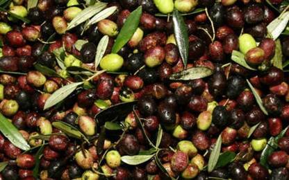 In Basilicata la produzione di olive cala dell'80%