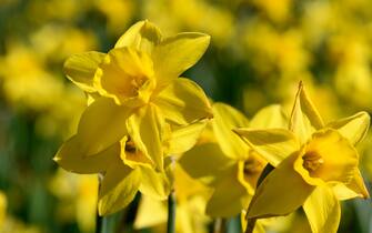 narcisi