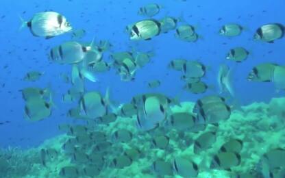 Marevivo e WWF: le aree marine protette diventino parchi nazionali