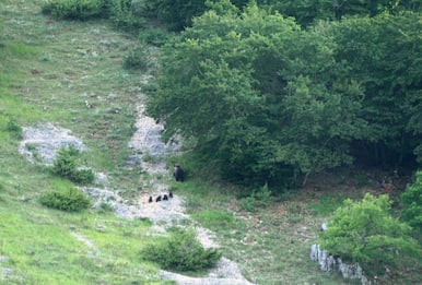 Parco Nazionale d'Abruzzo, avvistata orsa con 4 cuccioli. FOTO
