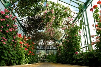949039850 Geranium and fuchsia plants are seen during a press visit to the greenhouses of the Royal Castle at Laeken in Brussels on April 20, 2018, ahead of their opening to members of the public after which they can be visited from April 21 till May 11. (Photo by DIRK WAEM / BELGA / AFP) / Belgium OUT (Photo credit should read DIRK WAEM/AFP via Getty Images)