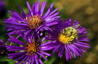 WASHINGTON, DC - SEPTEMBER 29:  A bee forages through a New England Aster during a media preview of the new National Garden at the U.S. Botanic Gardens September 29, 2006 in Washington, DC. The new National Garden will open to the public on October 1, 2006 to help educate visitors about American plants and their role in the environment.  (Photo by Brendan Smialowski/Getty Images)