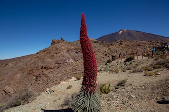 An echium wildpretii (Tajinaste rojo) is pictured at the  Teide National Park on the Spanish Canary island of Tenerife on May 30, 2019. (Photo by DESIREE MARTIN / AFP)        (Photo credit should read DESIREE MARTIN/AFP via Getty Images)