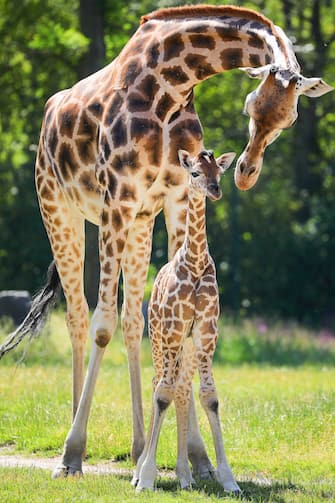 epa08487966 Henry, a newborn Rothschild's giraffe (Giraffa camelopardalis rothschildi) calf, stands next to his mother, Amalka, in their enclosure at the 'Tierpark Berlin' zoo in Berlin, Germany, 16 June 2020. The 11-day-old male was born on 05 June and already measures around 2 meters (6 feet and 6.7 inches) in height and weighs an estimated 60 kilograms (132 pounds). Rothschild's giraffes are a critically-endangered subspecies, with only some 2,000 known specimens remaining in the wild. Adults can reach a height of up to 5.88 meters (19.3 feet) and a weight of around 1.13 tons (2,500 pounds).  EPA/OMER MESSINGER