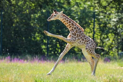 Grande festa allo zoo di Berlino: ecco Henry, cucciolo di giraffa FOTO