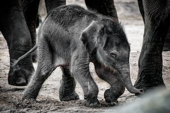 epa08493360 A new born female elephant-calf (Elephantidae)  walks with her mother in their enclosure in the Cologne Zoo, in Cologne, Germany, 18 June 2020. The still unnamed calf was born on 17 June 2020.  EPA/SASCHA STEINBACH